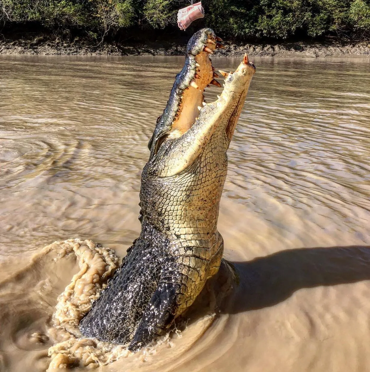 Are the Crocodiles Wild or Trained on the Jumping Crocodile Cruise?