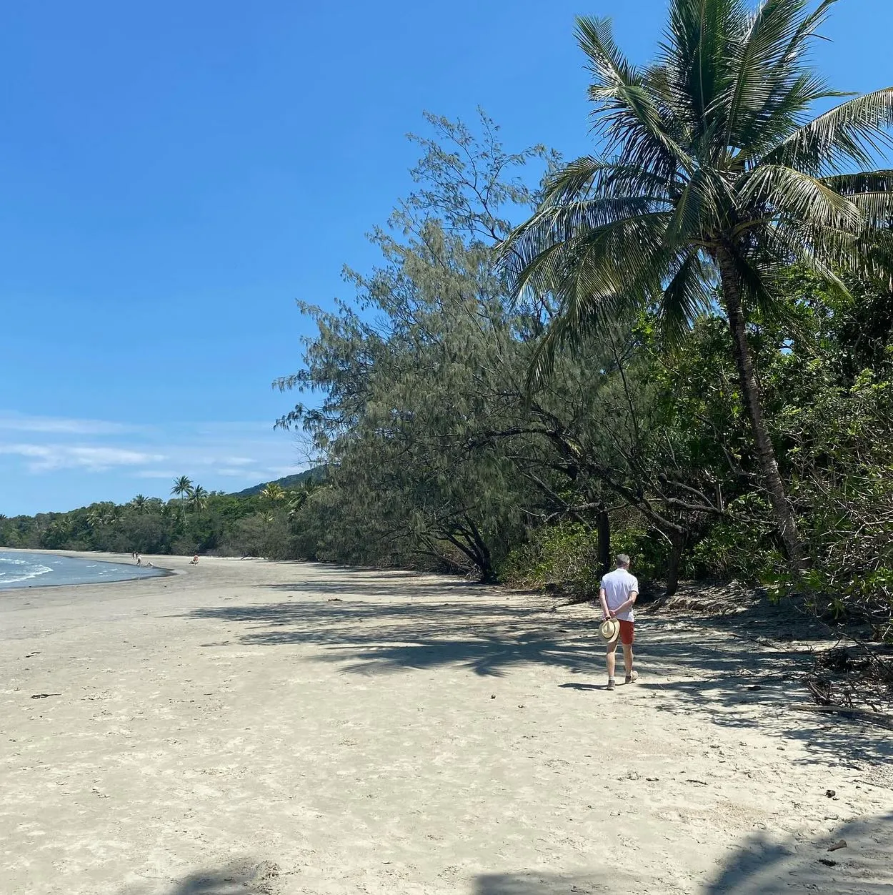 The Christian Writer | Mait's Rest Rainforest Walk: Explore the Lush Beauty of the Otways Best Time to Visit, Cape Tribulation