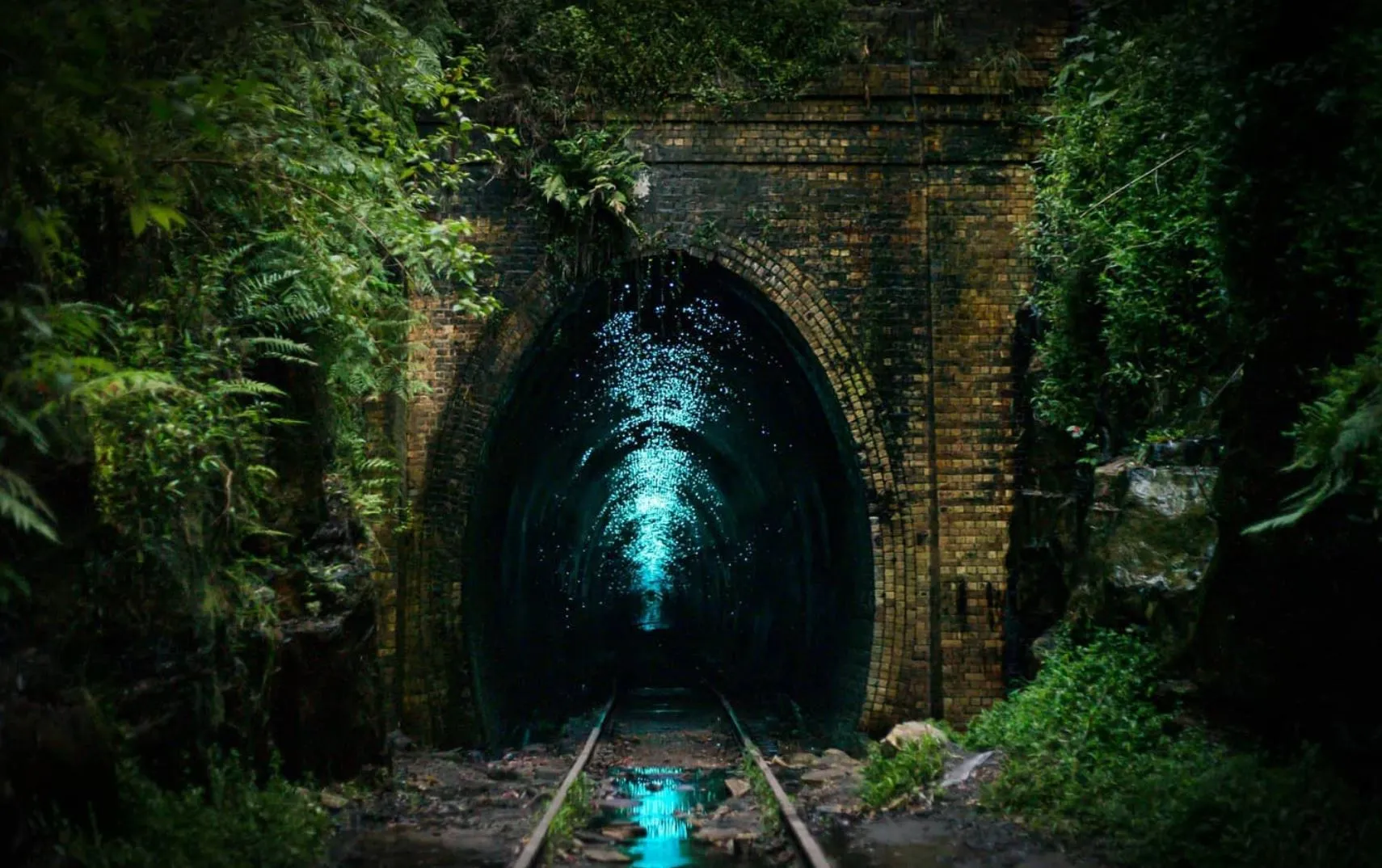 Explore the Glow Worm Tunnels in Blue Mountains: A Magical Adventure
