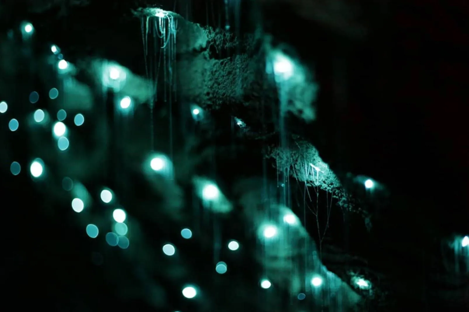 Glow Worm