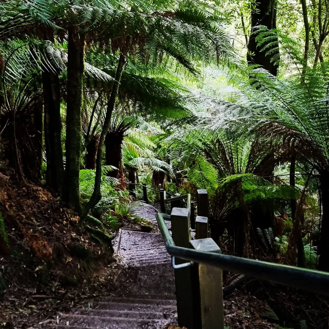The Christian Writer | Mait's Rest Rainforest Walk: Explore the Lush Beauty of the Otways Great Otway National Park