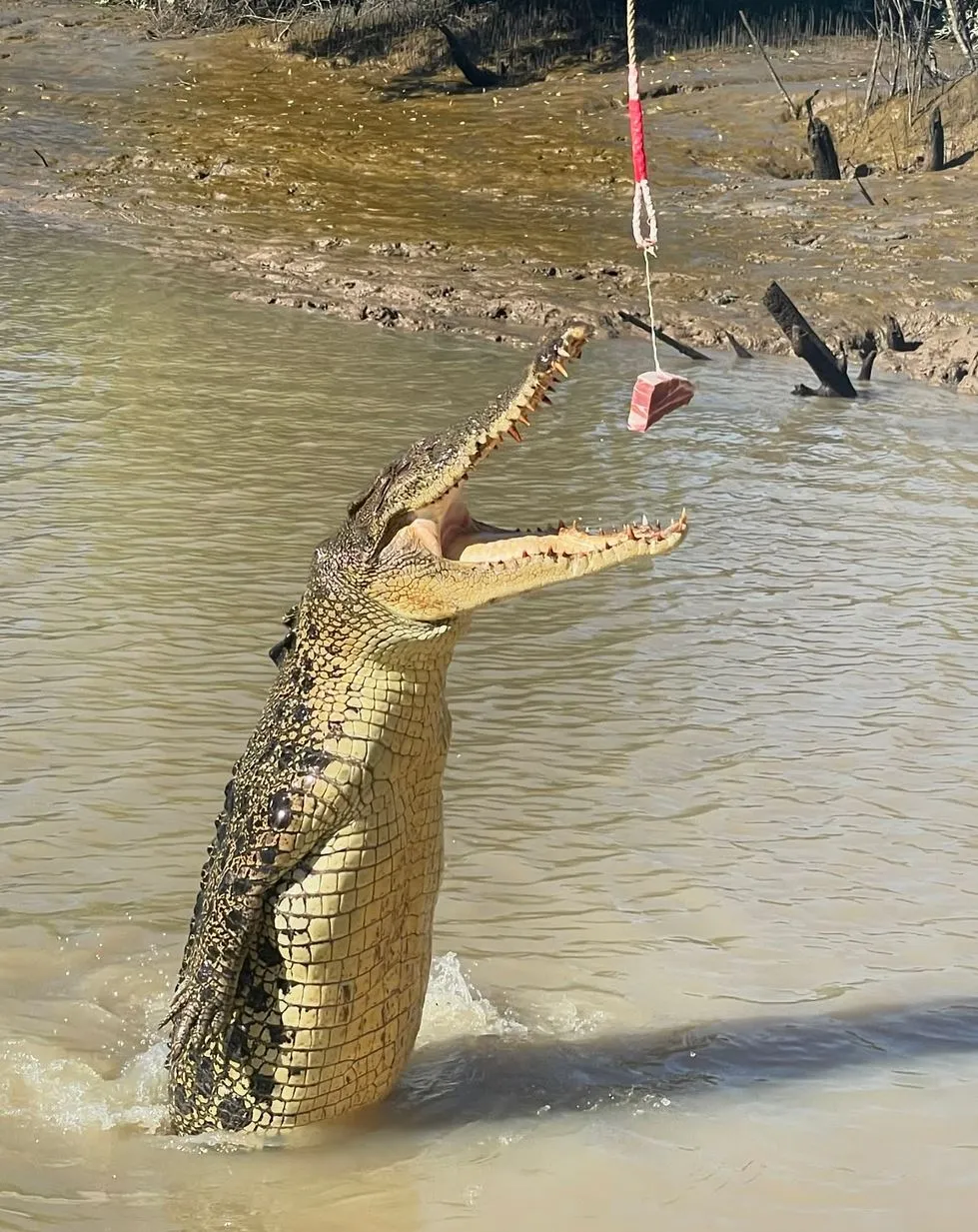 The Christian Writer | Are the Crocodiles Wild or Trained on the Jumping Crocodile Cruise? Jumping Crocodile Cruise out of Darwin