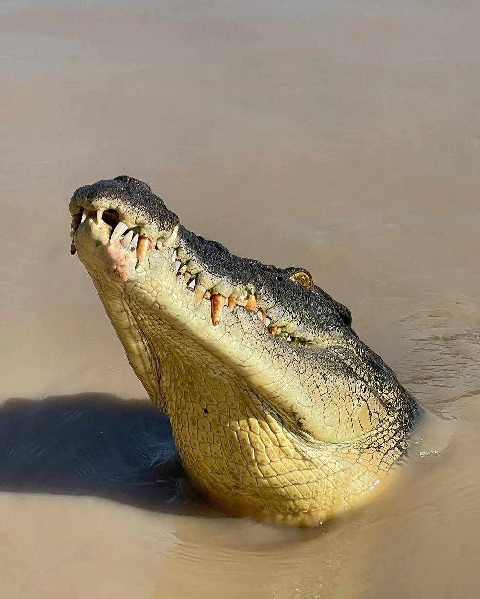 The Christian Writer | Are the Crocodiles Wild or Trained on the Jumping Crocodile Cruise? Jumping Crocodile Cruise