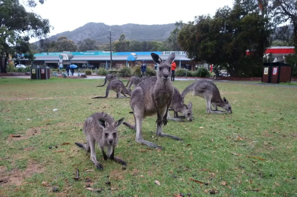 Kangaroos