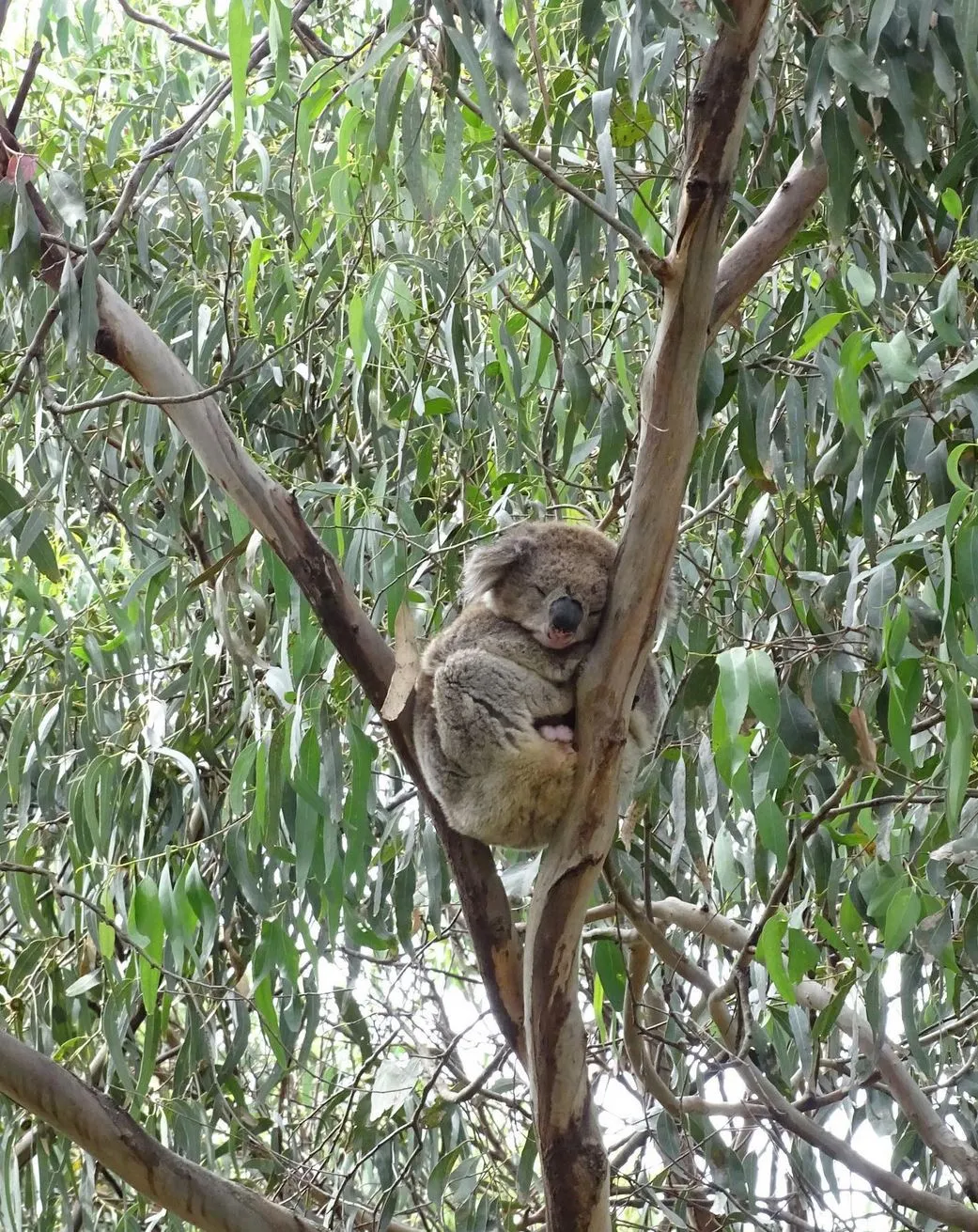 The Christian Writer | Mait's Rest Rainforest Walk: Explore the Lush Beauty of the Otways Kennett River, koalas