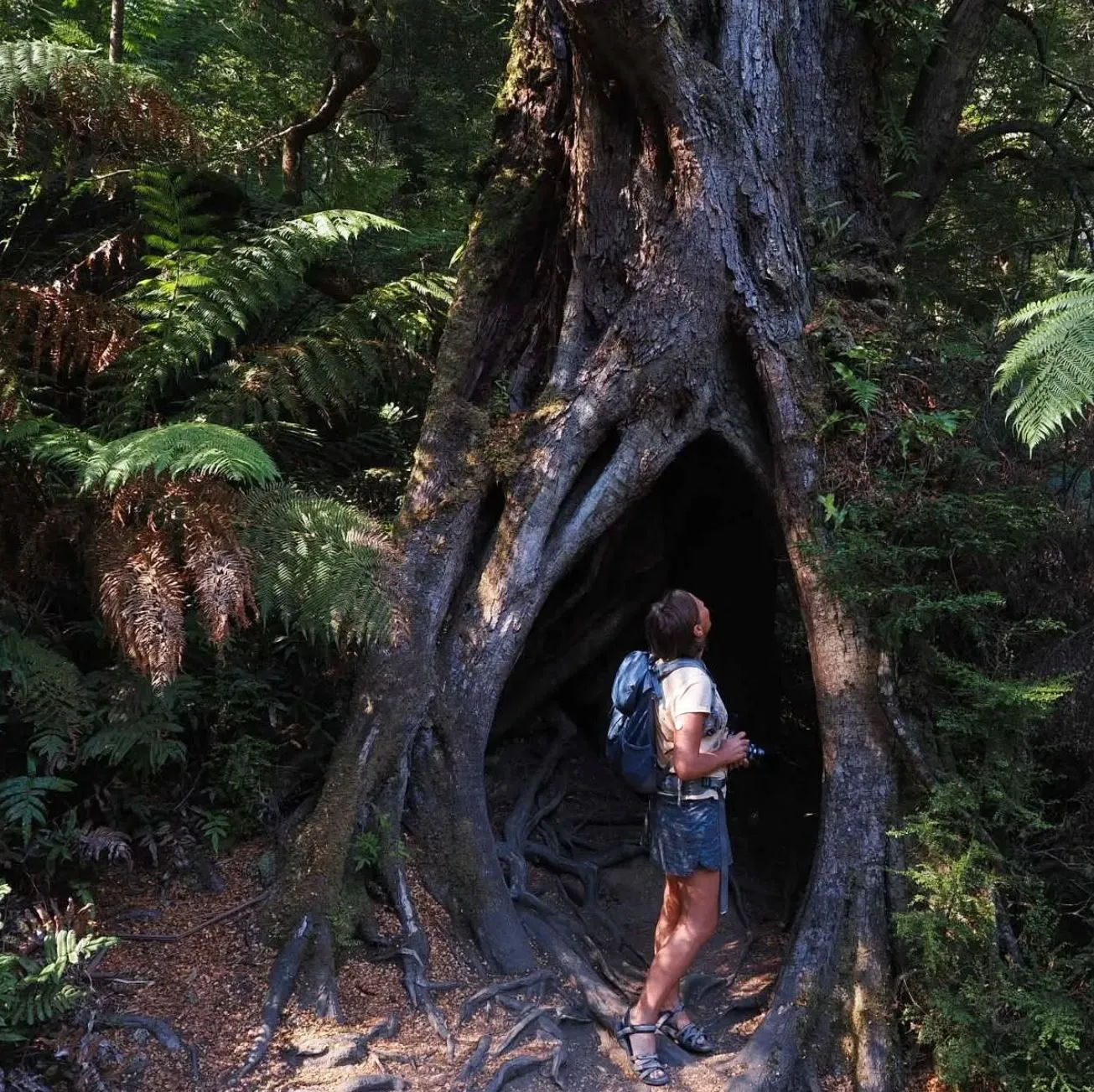 Mait’s Rest Rainforest Walk: Explore the Lush Beauty of the Otways