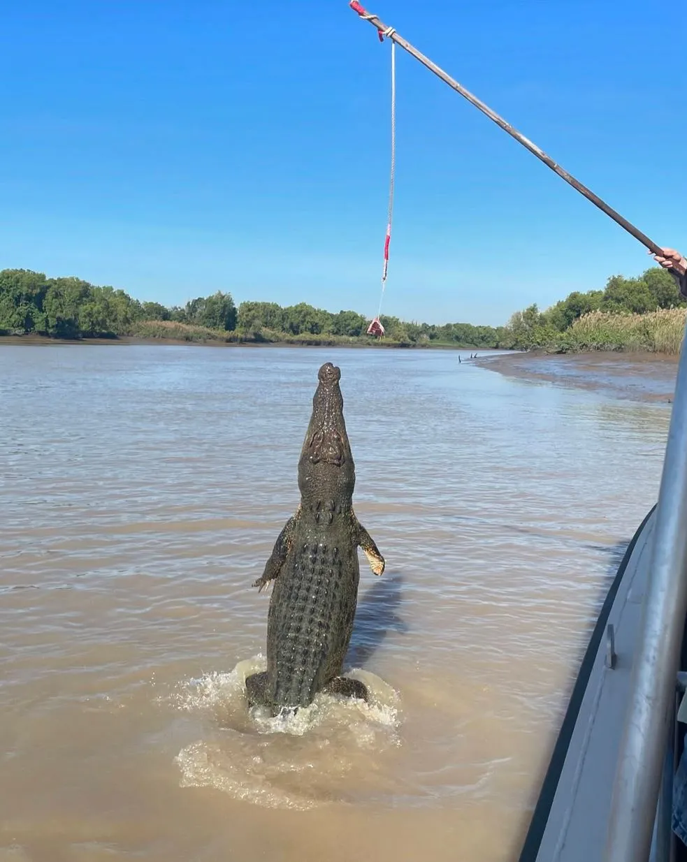 The Christian Writer | Are the Crocodiles Wild or Trained on the Jumping Crocodile Cruise? Meet Adelaide River’s Apex Predators