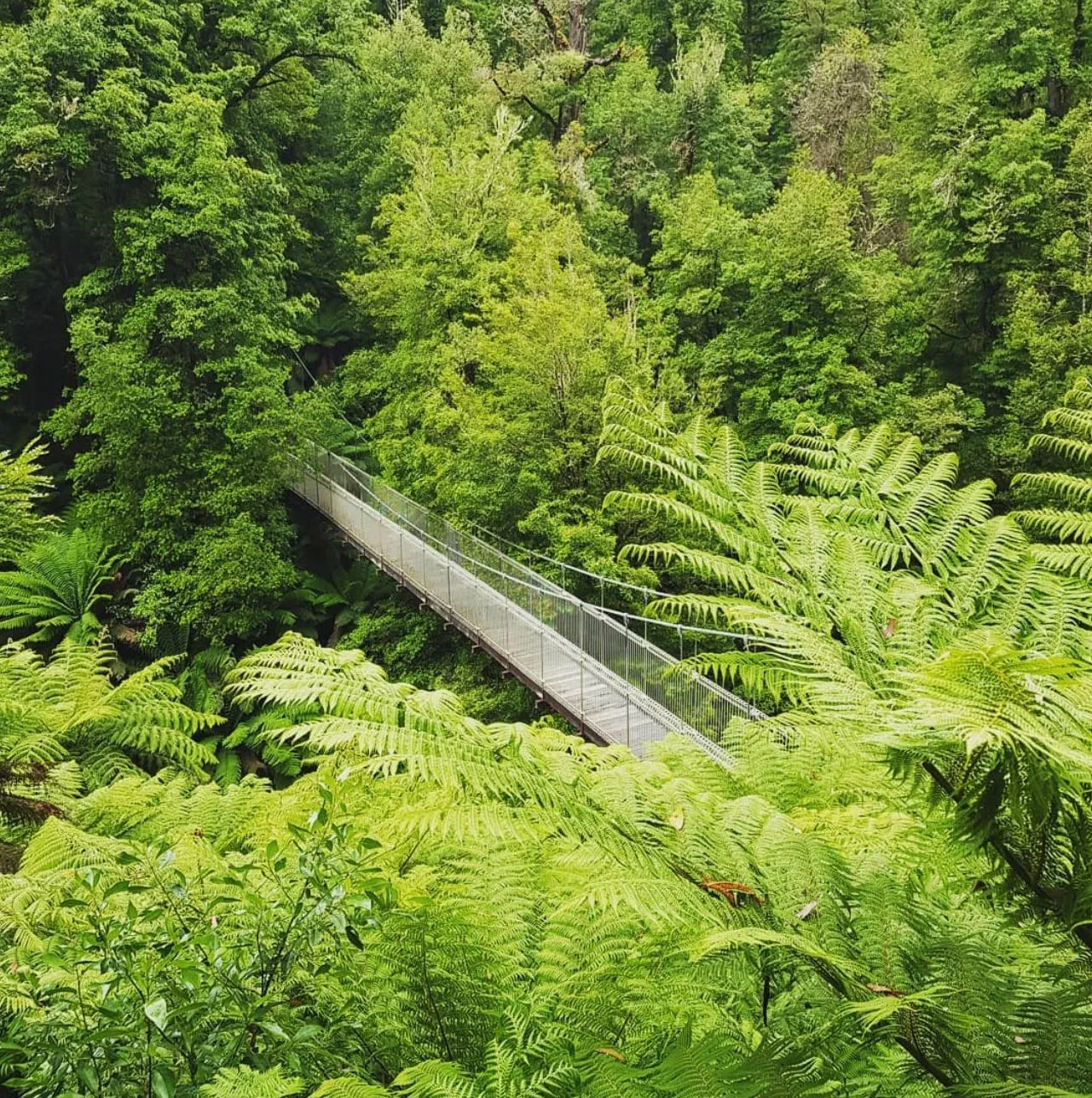 The Christian Writer | Mait's Rest Rainforest Walk: Explore the Lush Beauty of the Otways 2 day Great Ocean Road tour from Melbourne