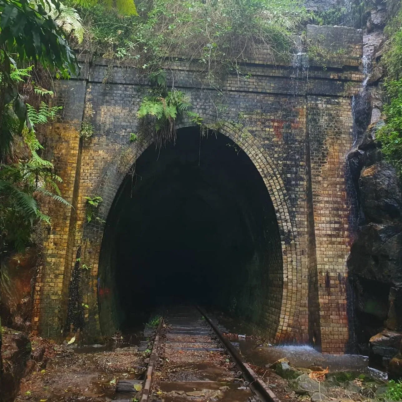 The Best Time to Visit the Glow Worm Tunnels