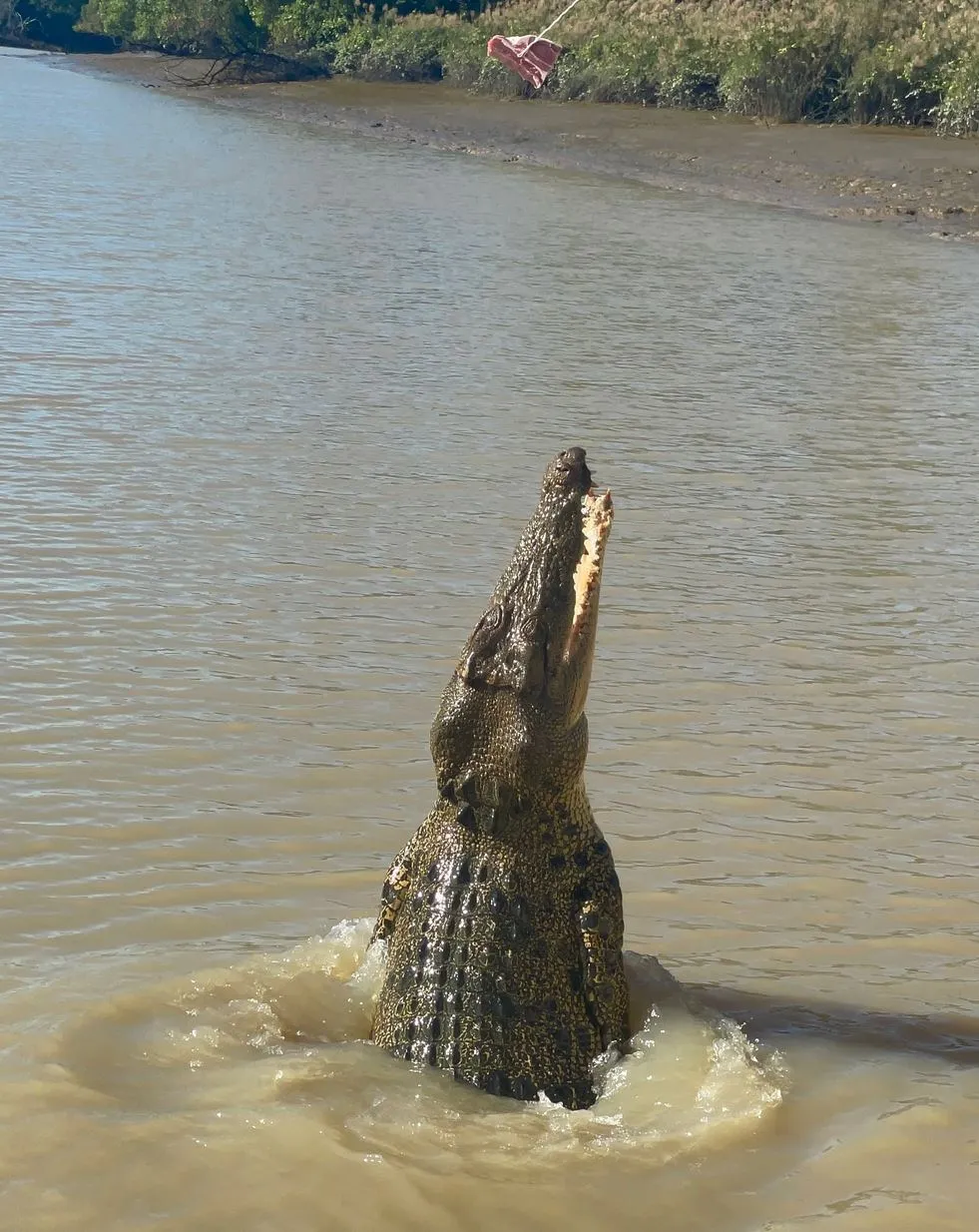 The Christian Writer | Are the Crocodiles Wild or Trained on the Jumping Crocodile Cruise? The Ethics of Wildlife Tours, Plain and Simple
