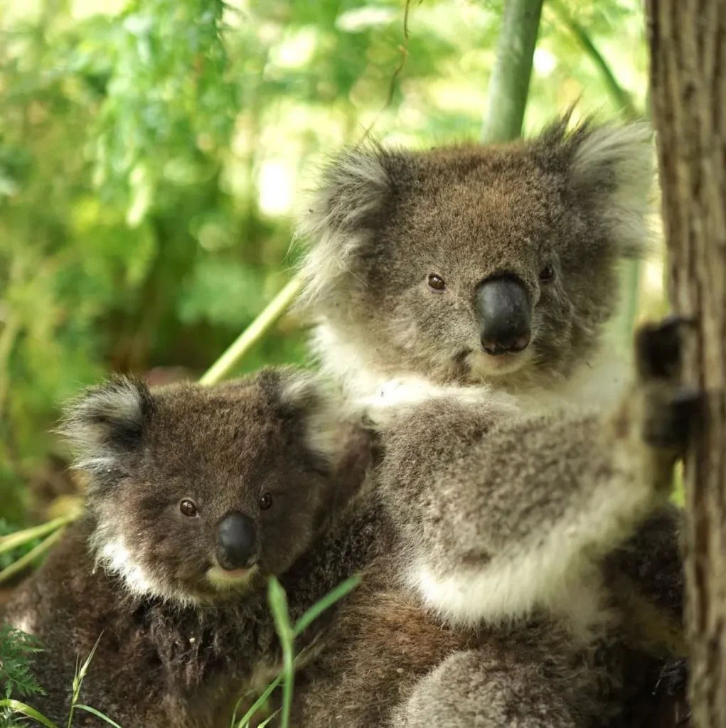 Tower Hill Wildlife Reserve