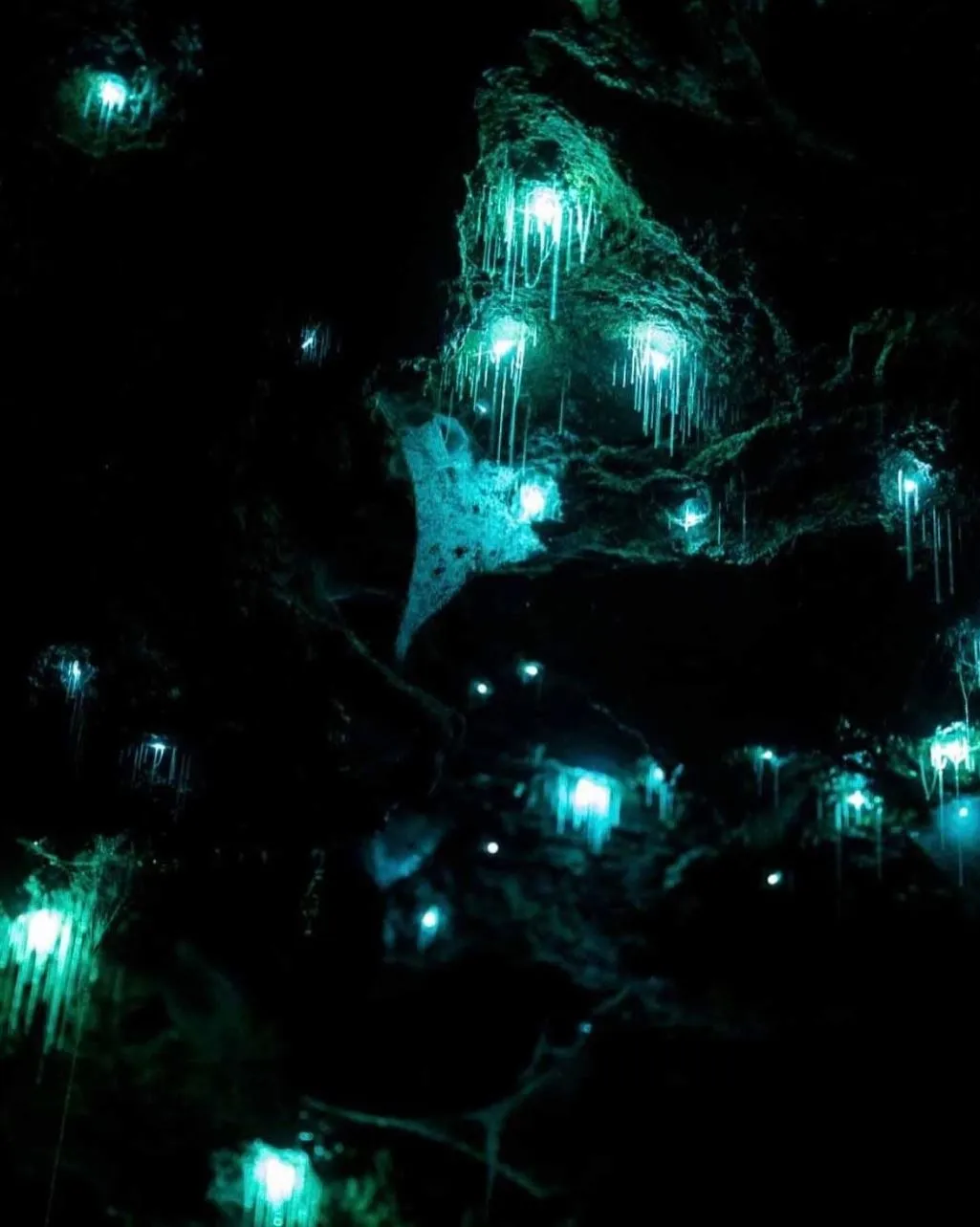 What to Expect Inside the Glow Worm Tunnels