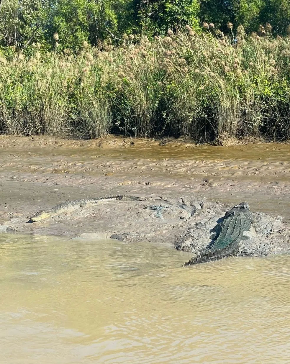 The Christian Writer | Are the Crocodiles Wild or Trained on the Jumping Crocodile Cruise? What to Expect on an Adelaide River Wildlife Cruise
